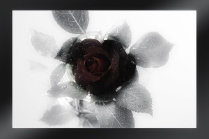 mourning-funeral rose
